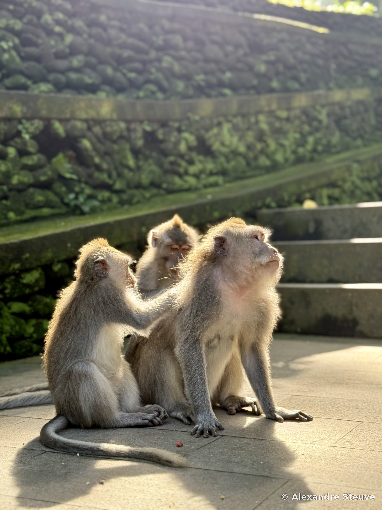 Forêt des singes, Ubud
