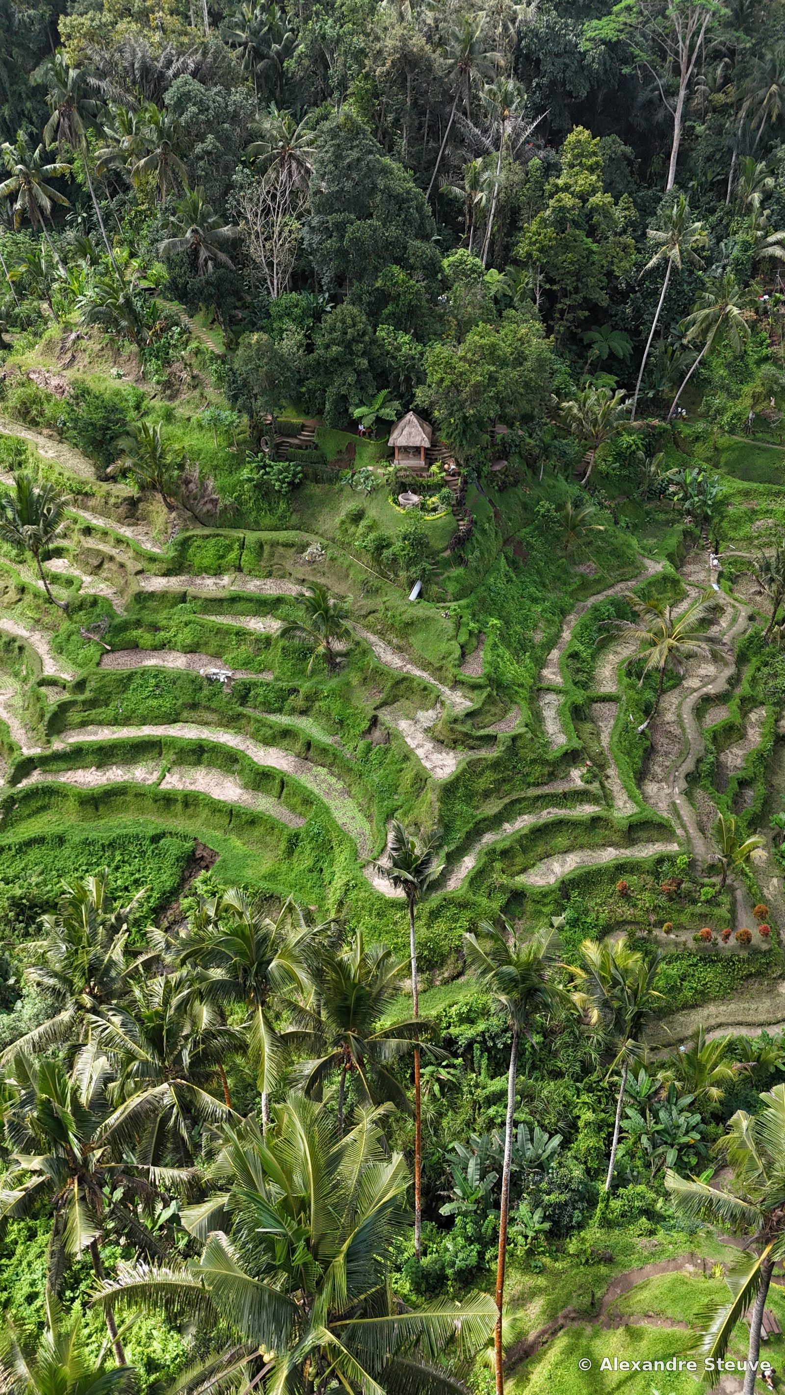 Rizières de Tegalalang, Bali